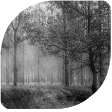 imagen bosque para la presentacion de la 13 edicion